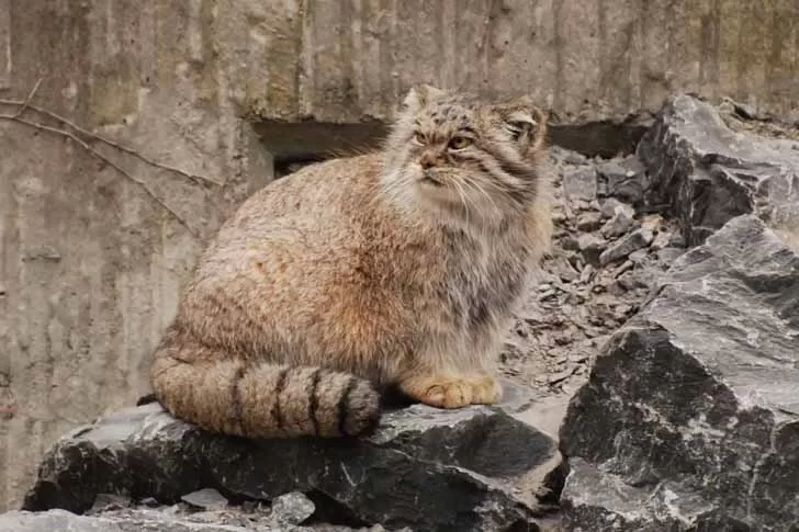 Pallas Cat