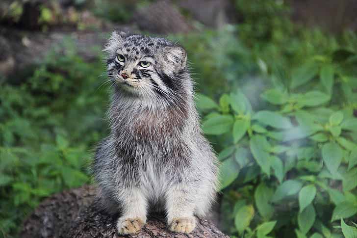 Pallas Cat