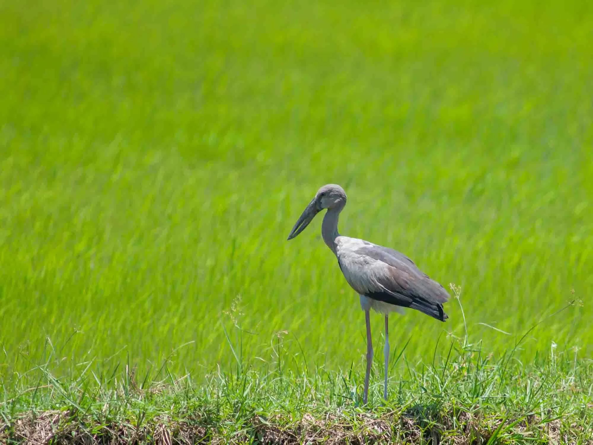 bird watching kumarakom